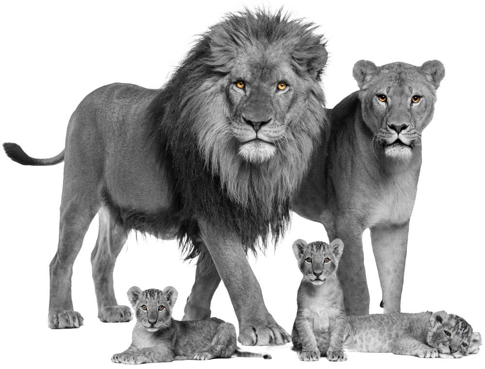 Famille Lions Footer